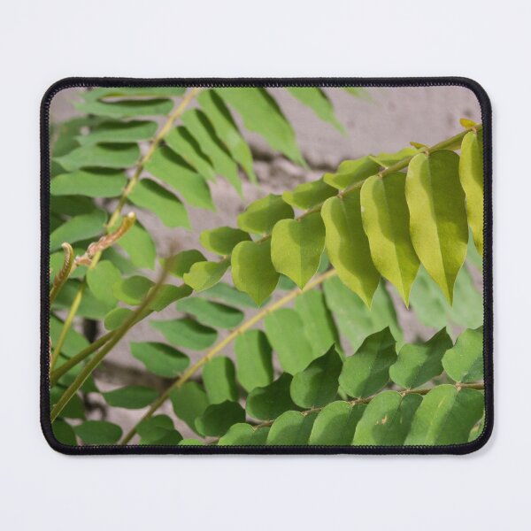 Item preview,  cucumber tree or tree sorrel designed and sold by ROSE ANN BANILAR.