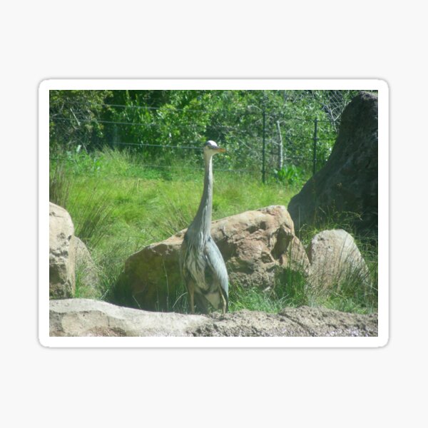 Blue Heron birds 015 Sticker