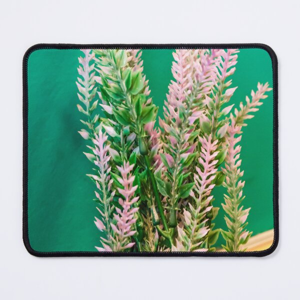 Item preview, Pink Heather Plant In Pot With Green Foliage Against Bright Green Wall For Home Decor designed and sold by Nmallia.