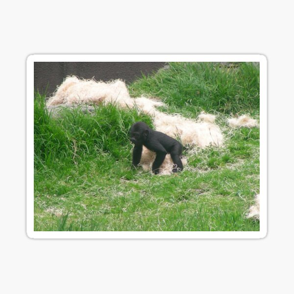 Baby Gorilla 012 Sticker