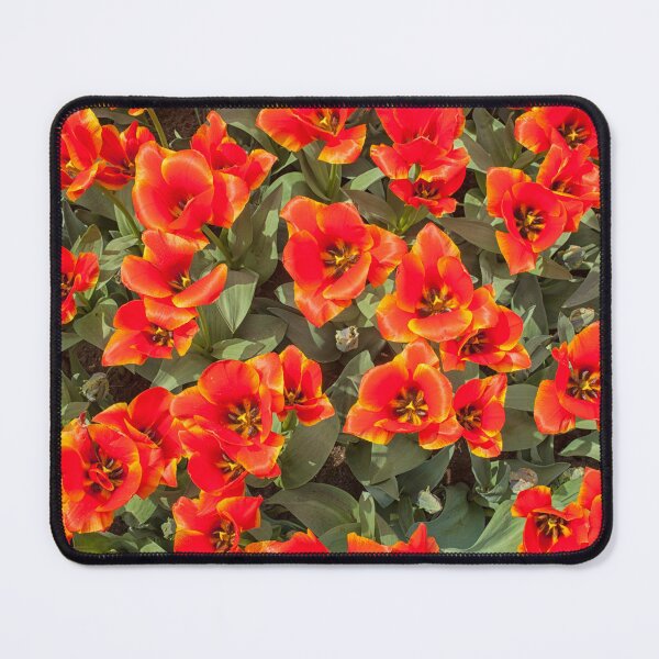 Item preview, Red tulips designed and sold by Photopat.