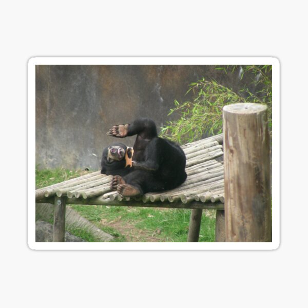 Sun Bear 001 Sticker