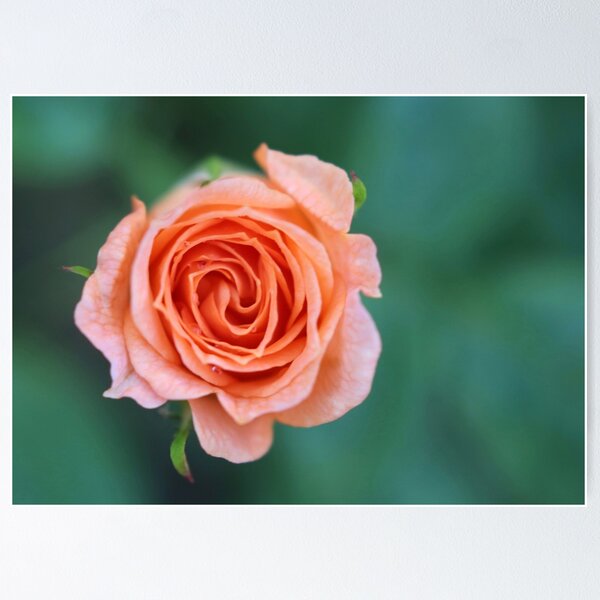 Item preview, Peach baby designed and sold by Agnes McGuinness.