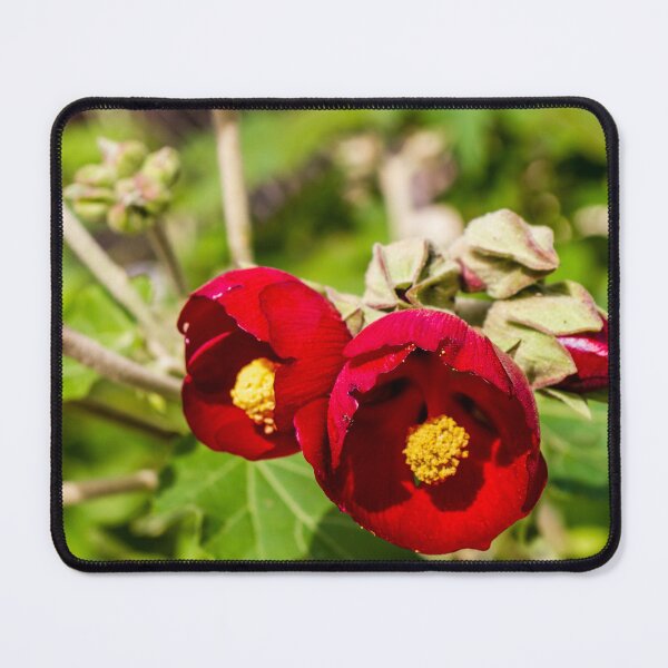 Item preview, Bright Red Hibiscus Flowers With Yellow Centers In Green Garden Setting designed and sold by Nmallia.