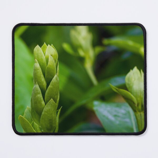 Item preview, Close-Up Of Green Plant Buds And Fresh Leaves In Soft Natural Light designed and sold by Nmallia.
