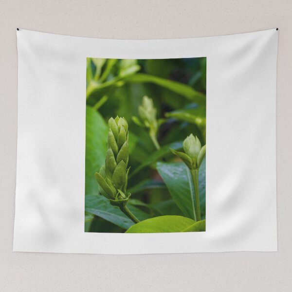 Item preview, Close-Up Of Green Plant Buds And Fresh Leaves In Soft Natural Light designed and sold by Nmallia.
