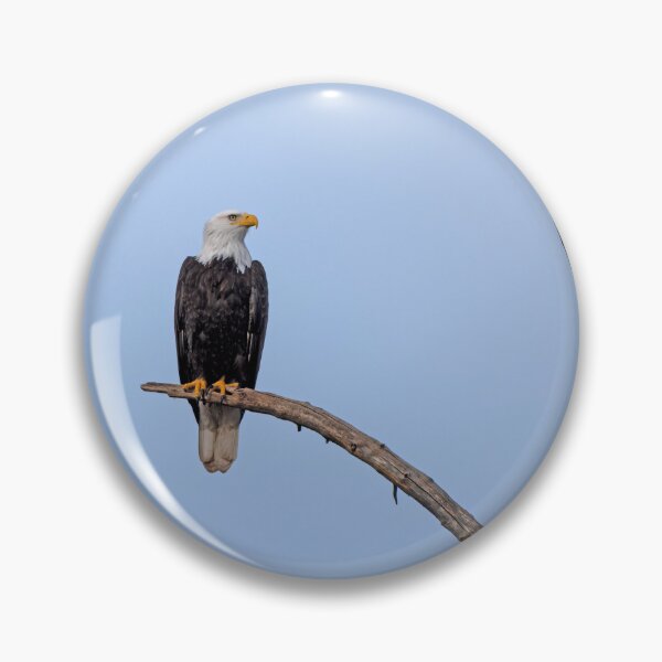 Item preview, Bald Eagle alone on curved branch with cloudless blue sky and eye detail designed and sold by lisavonbiela.