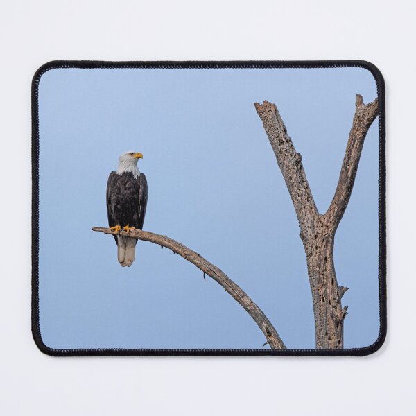 Item preview, Bald Eagle alone on curved branch with cloudless blue sky and eye detail designed and sold by lisavonbiela.