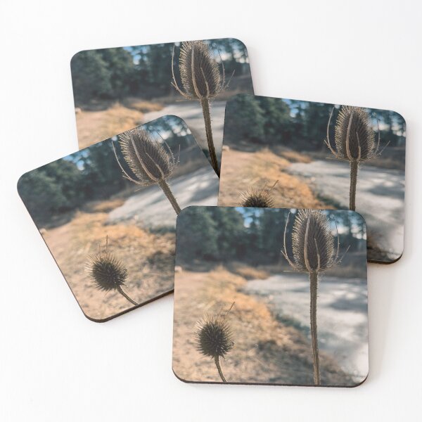 Item preview, Teasel Seed Head Macro – Winter Dry Texture in Colorado designed and sold by Jon Moffat Photography.