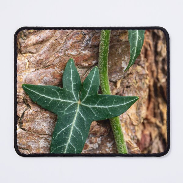 Item preview, Close-up of ivy leaves creeping up a tree trunk designed and sold by lisavonbiela.
