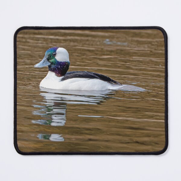 Item preview, Male Bufflehead Duck with wet head feathers designed and sold by lisavonbiela.