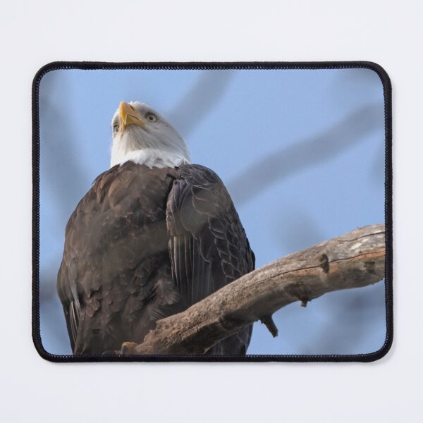 Item preview, Bald Eagle viewed from below with both eyes forward designed and sold by lisavonbiela.