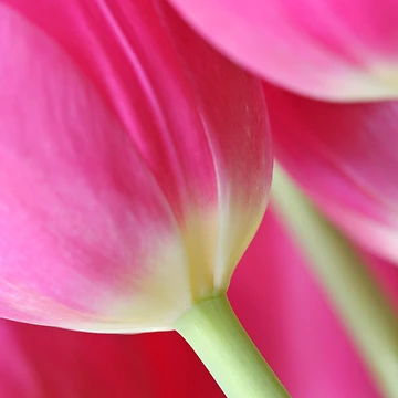 Artwork thumbnail, Pink by Ree Reid