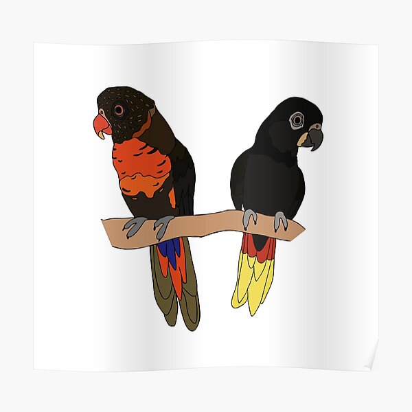 Dusky Lory and Black Lory Poster