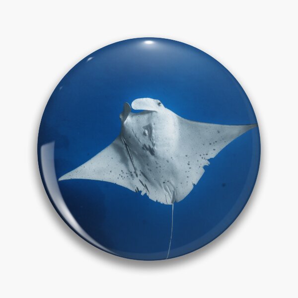 Item preview, Beautiful manta ray named 'Kirra' designed and sold by naturewnikita.