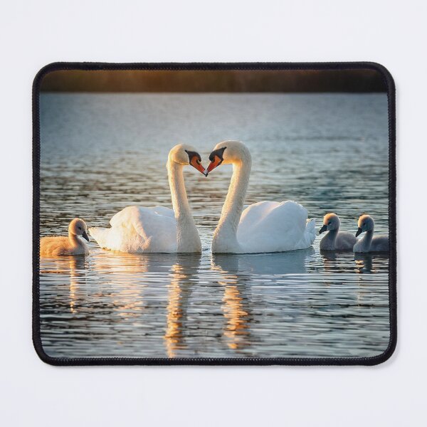 Item preview, Swans in love with babies designed and sold by Photopat.