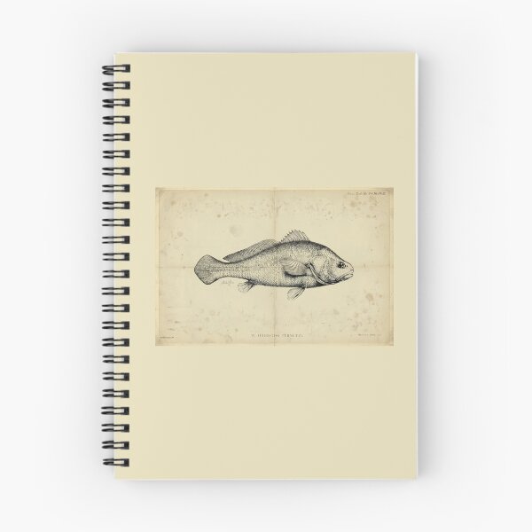 Item preview, Vintage Silver Croaker Fish Poster – Plagioscion ternetzi – Antique Marine Life Art Print designed and sold by Jeeklsdotcom.