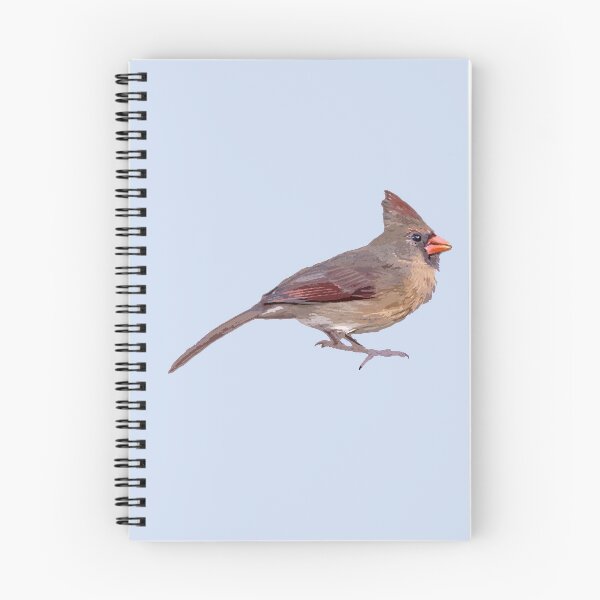 Item preview, Cardinal (female) designed and sold by blueberry-dino.