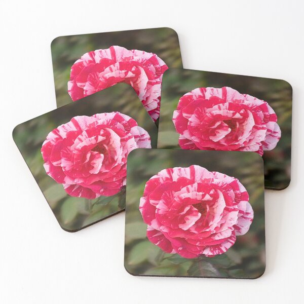 Item preview, 'Scentimental' Grandiflora/Floribunda Rose designed and sold by vinylenergyart.