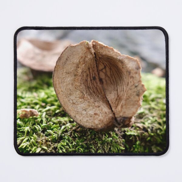 Item preview, Walnut Shell Forgotten On A Tree Stump designed and sold by vinylenergyart.