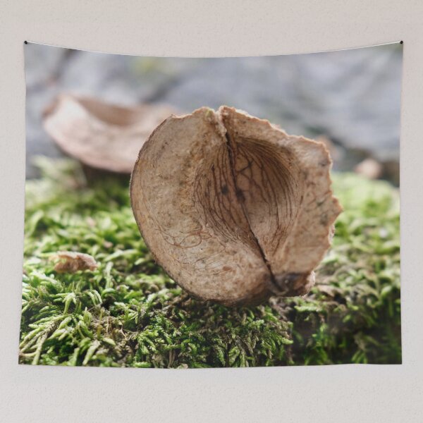 Item preview, Walnut Shell Forgotten On A Tree Stump designed and sold by vinylenergyart.