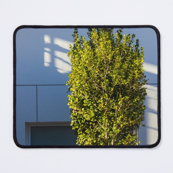 Item preview, Tall Shrub in a Concrete Planter Beside a Modern Blue Facade with Strong Sunlight Shadows designed and sold by Nmallia.