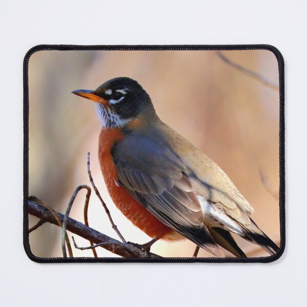 Item preview, Robin designed and sold by Parks and X.