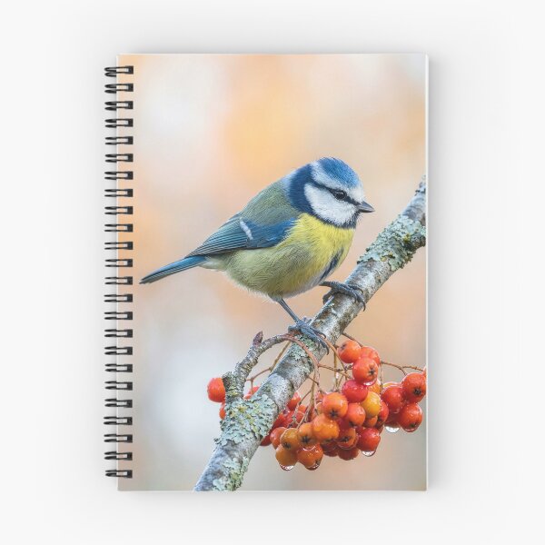 Item preview, Little Blue Tit on Rowan Branch designed and sold by Tridentulus.