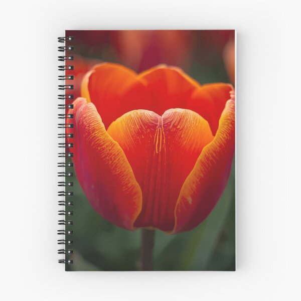 Item preview, Tulip macro Flowers Photography designed and sold by tipitoes.