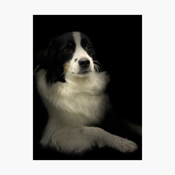 Item preview, Border Collie Portrait  designed and sold by DeeplineArt.