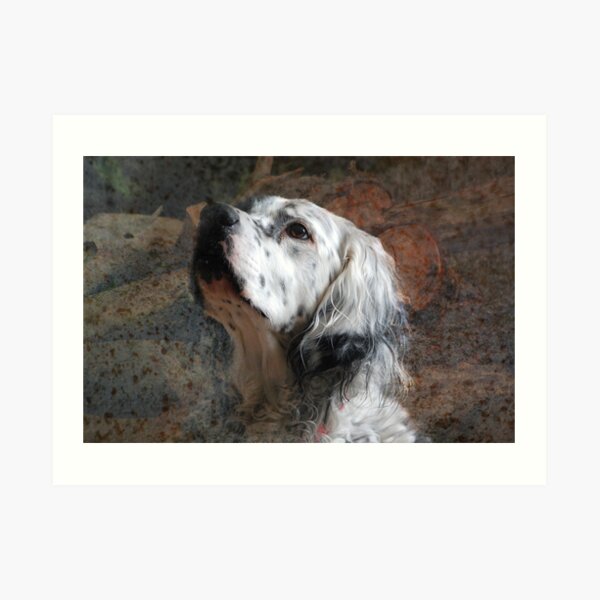 English Setter Art Print