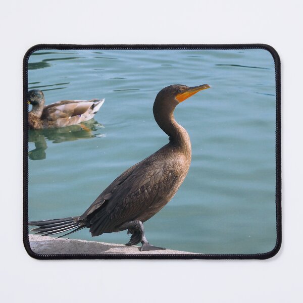 Item preview, Double-crested Cormorant and a Mallard Duck designed and sold by BackyardBirder.