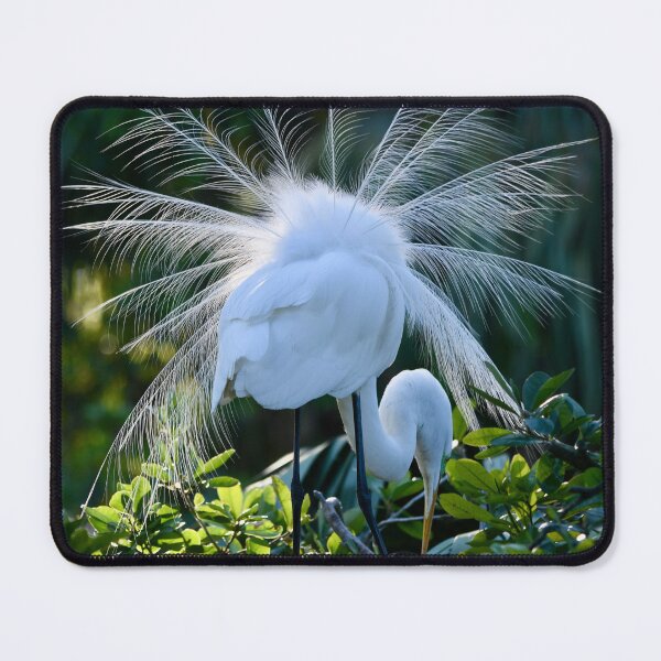 Item preview, Great Egret Nesting Season Display designed and sold by richardbryce.