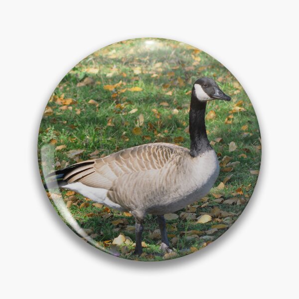 Item preview, Canada Geese Standing On Fallen Leaves designed and sold by BackyardBirder.