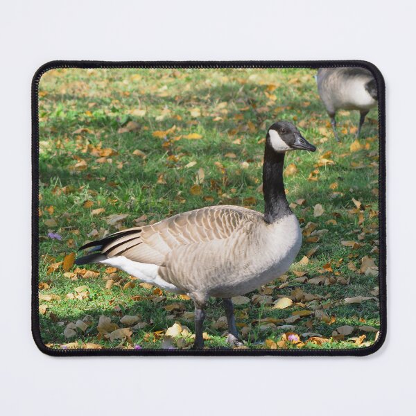 Item preview, Canada Geese Standing On Fallen Leaves designed and sold by BackyardBirder.
