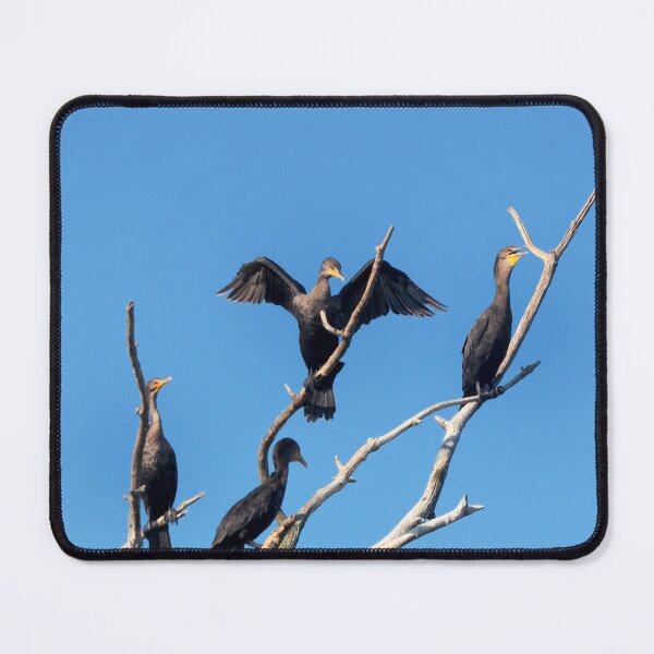 Item preview, Double-crested Cormorants In a Tree With Its Wings Spread designed and sold by BackyardBirder.