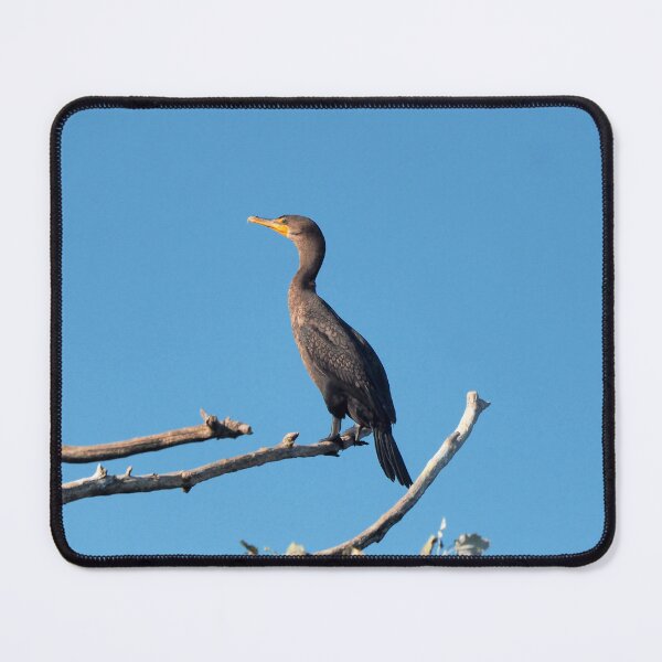 Item preview, A Double-crested Cormorant Perching designed and sold by BackyardBirder.