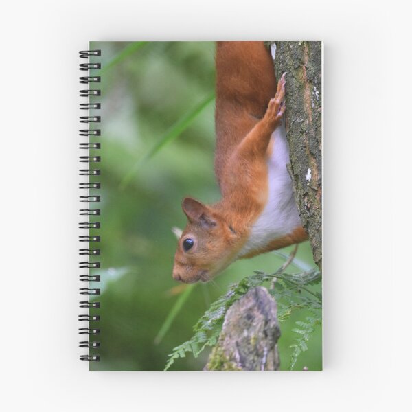 Item preview, Red Squirrel designed and sold by Rob Parsons (Just a Walker with a Camera).