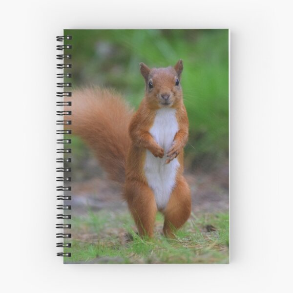 Item preview, Red Squirrel designed and sold by Rob Parsons (Just a Walker with a Camera).