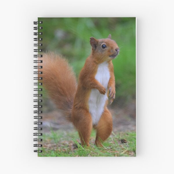 Item preview, Red Squirrel designed and sold by Rob Parsons (Just a Walker with a Camera).