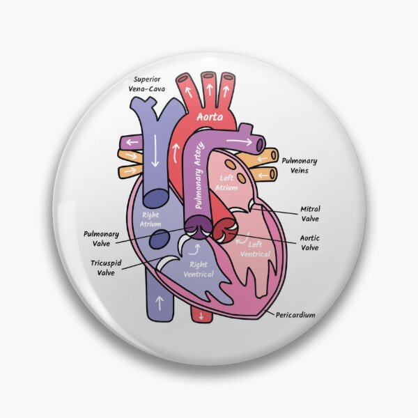 Item preview, Human Heart Anatomy Diagram designed and sold by STUDYNOOKBYJAZZY.