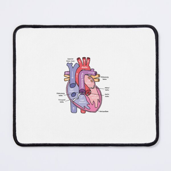 Item preview, Human Heart Anatomy Diagram designed and sold by STUDYNOOKBYJAZZY.