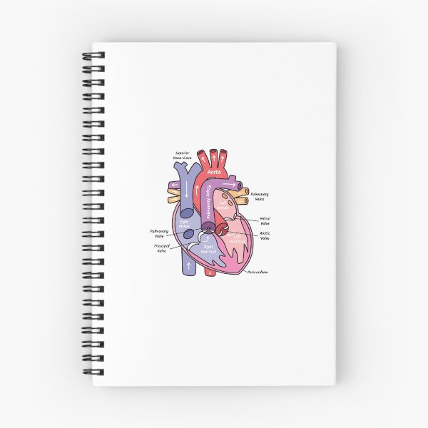 Item preview, Human Heart Anatomy Diagram designed and sold by STUDYNOOKBYJAZZY.
