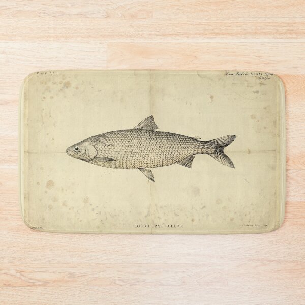 Item preview, Vintage Irish Pollan Fish Poster – Coregonus pollan – Antique Freshwater Ichthyology Art Print designed and sold by Jeeklsdotcom.