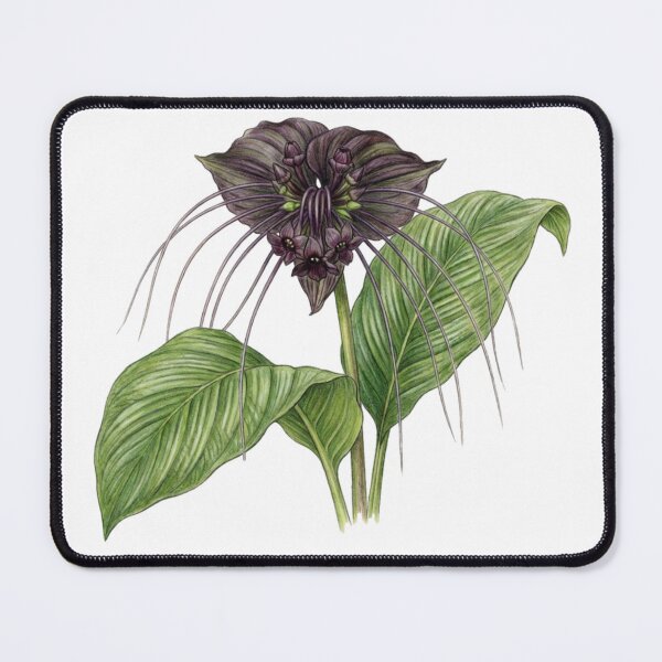 Item preview, Tacca Chantrieri drawing with leaves (Bat Flower) designed and sold by qiroco.