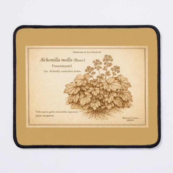 Item preview, Alchemilla mollis  – Classical Botanical Herbarium Print (Sepia Copperplate) designed and sold by Colorshow-relax.