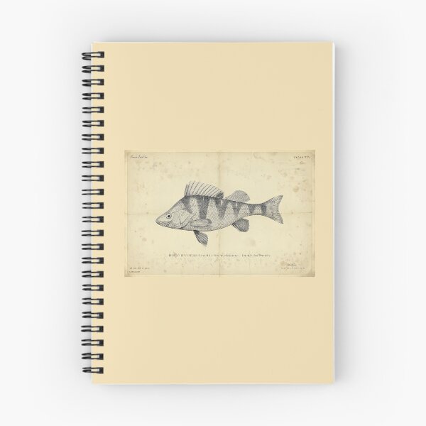 Item preview, Vintage European Perch Fish Poster – Perca fluviatilis – Antique Freshwater Ichthyology Art Print designed and sold by Jeeklsdotcom.