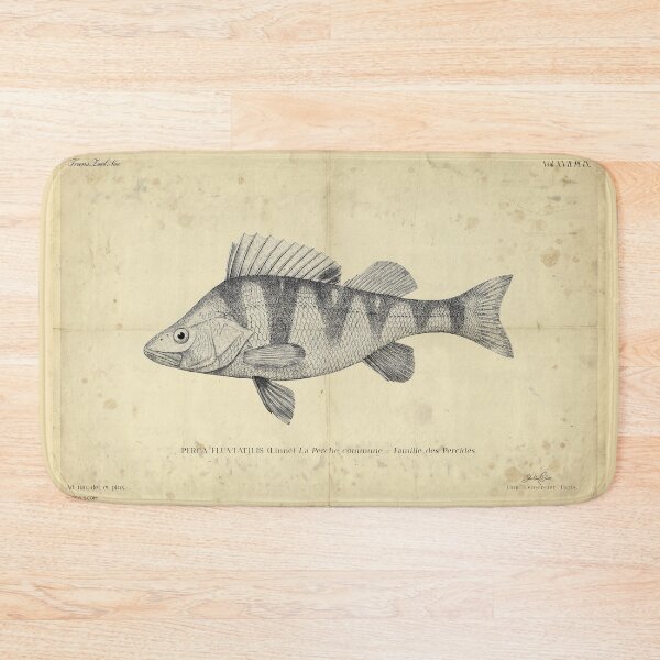 Item preview, Vintage European Perch Fish Poster – Perca fluviatilis – Antique Freshwater Ichthyology Art Print designed and sold by Jeeklsdotcom.