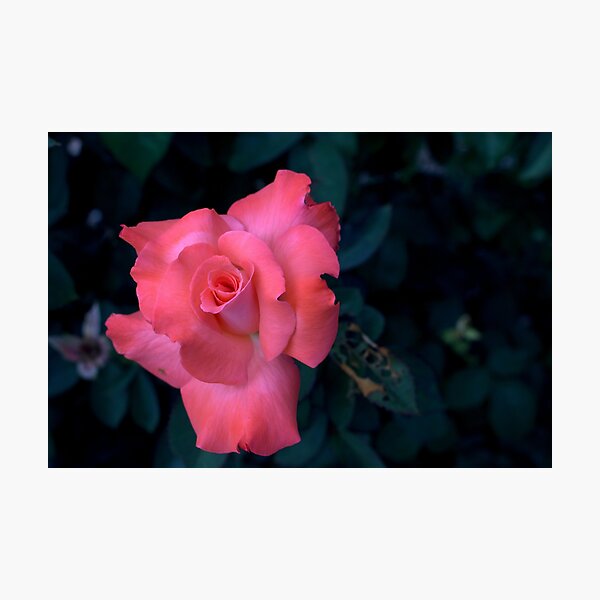 Item preview, Peach Rose designed and sold by Cr8tive4life.