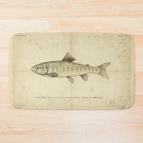 Item preview, Vintage Atlantic Salmon Parr Poster – Salmo salar – Antique Freshwater Fish Scientific Print designed and sold by Jeeklsdotcom.